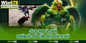 Cách Chọn Gà Chiến Chuẩn Xác Giúp Tăng Hiệu Quả Thi Đấu